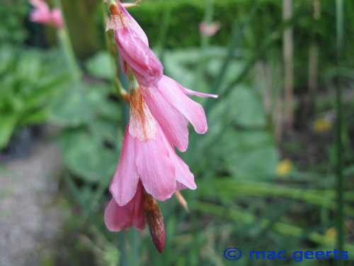 Dierama dracomontanum